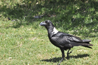 Corvus albicollis